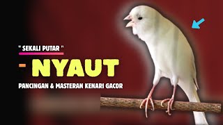 Terbukti NYAUT❗Kenari GACOR PANCINGAN KENARI Paud Agar BUNYI - Kenari PAUD Belajar BUNYI || 576