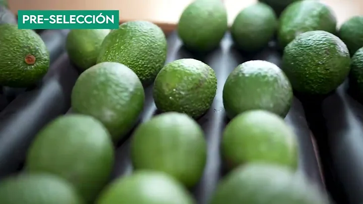 Avocado Grading Line - Peru - REEMOON