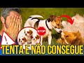 Para Cruzar Meus Cães Devo Levar A Femea na Casa do Macho? ou o Contrário? - Dica do Veterinário