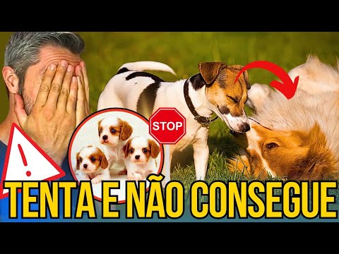 Vídeo: Como posso saber se meu peixe Mickey Mouse está grávida?