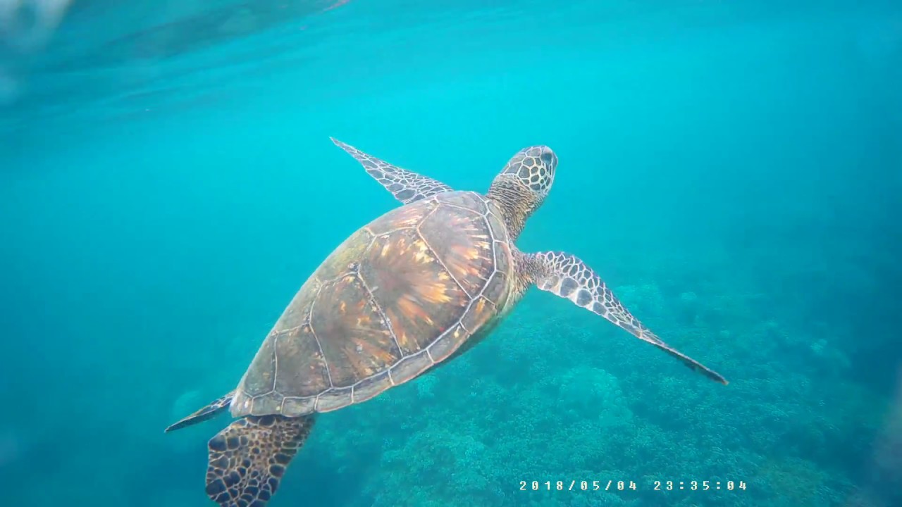 Active Turtle Breaches Then Dives - The Snorkel Store - YouTube