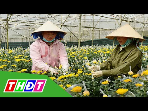 Video Giá hoa cúc tại Đà Lạt tăng cao | THDT - youtube