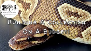 Project Planning and How to Grow Your Ball Python Collection As A New Breeder On A Budget!