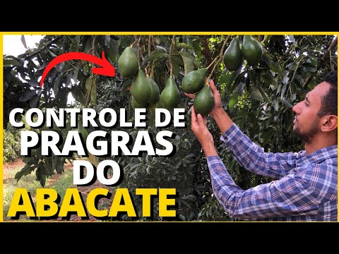 Vídeo: Problemas do abacateiro: pragas e doenças comuns do abacateiro