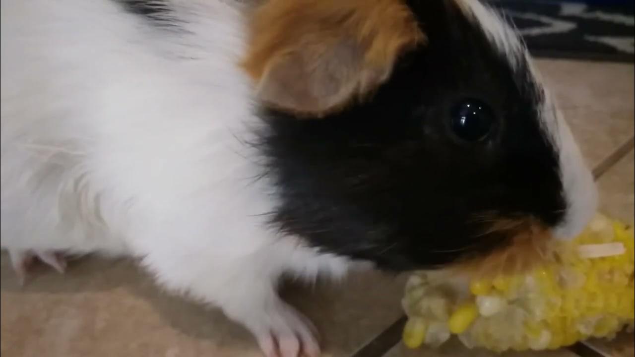 Will A Guinea Pig Eat Corn? YouTube