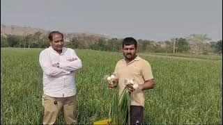 Dungli Onion Ever Green Of Mahalaabh