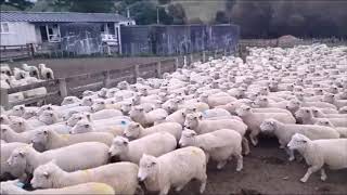 Cem ovelha