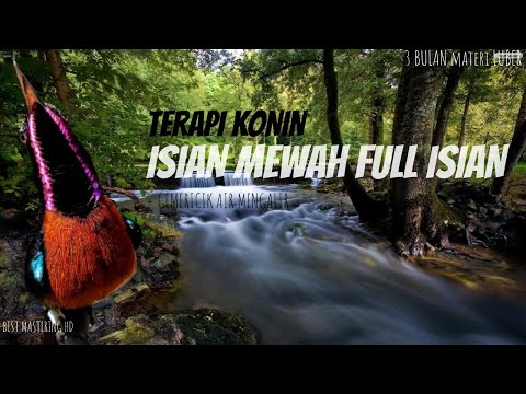 SUARA BURUNG MASTERAN CUCAK JENGGOT, TENGKEK BUTO, CILILIN, PARKIT, PELATUK, PLUS TERAPI SONAR