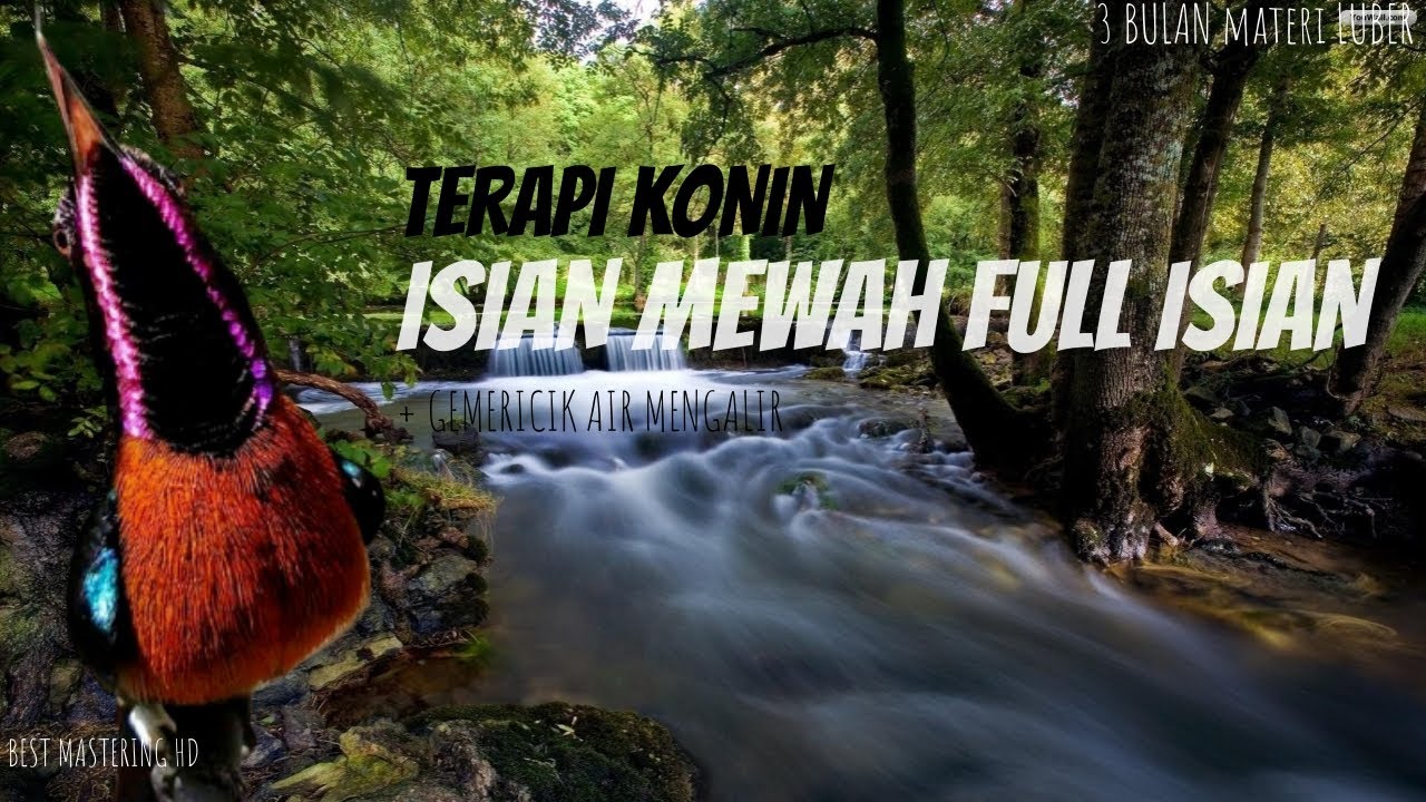 Masteran KOLIBRI NINJA Full Isian Bikin KONIN KONSLET GACOR NGOBRA | Disertai Terapi Air Jernih HD