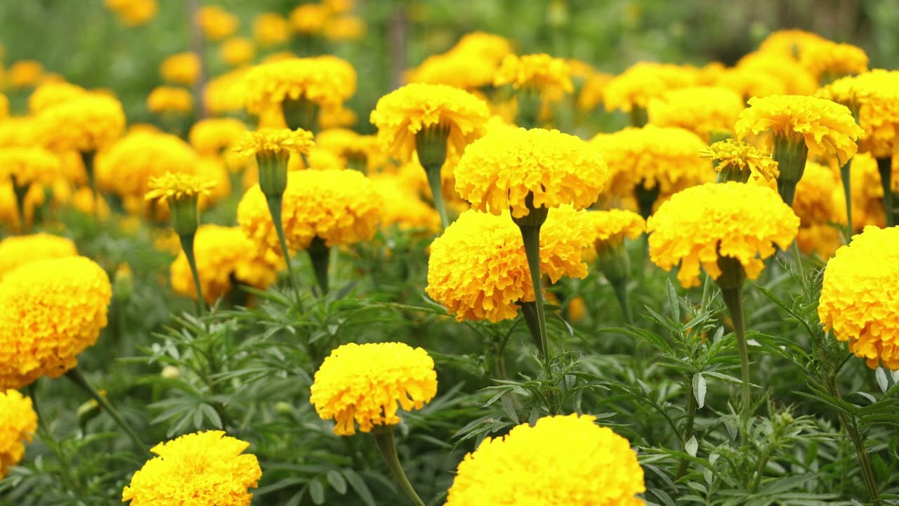 سلسلة حديث كل يوم | الحلقة 6 – لا يؤمن أحدكم… مقياس الإيمان الحقيقي