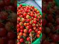 organic tomatoes 🍅 #food #asmi #shortsfeed #trending #tomato #love #foryou #india #viral#villagelife