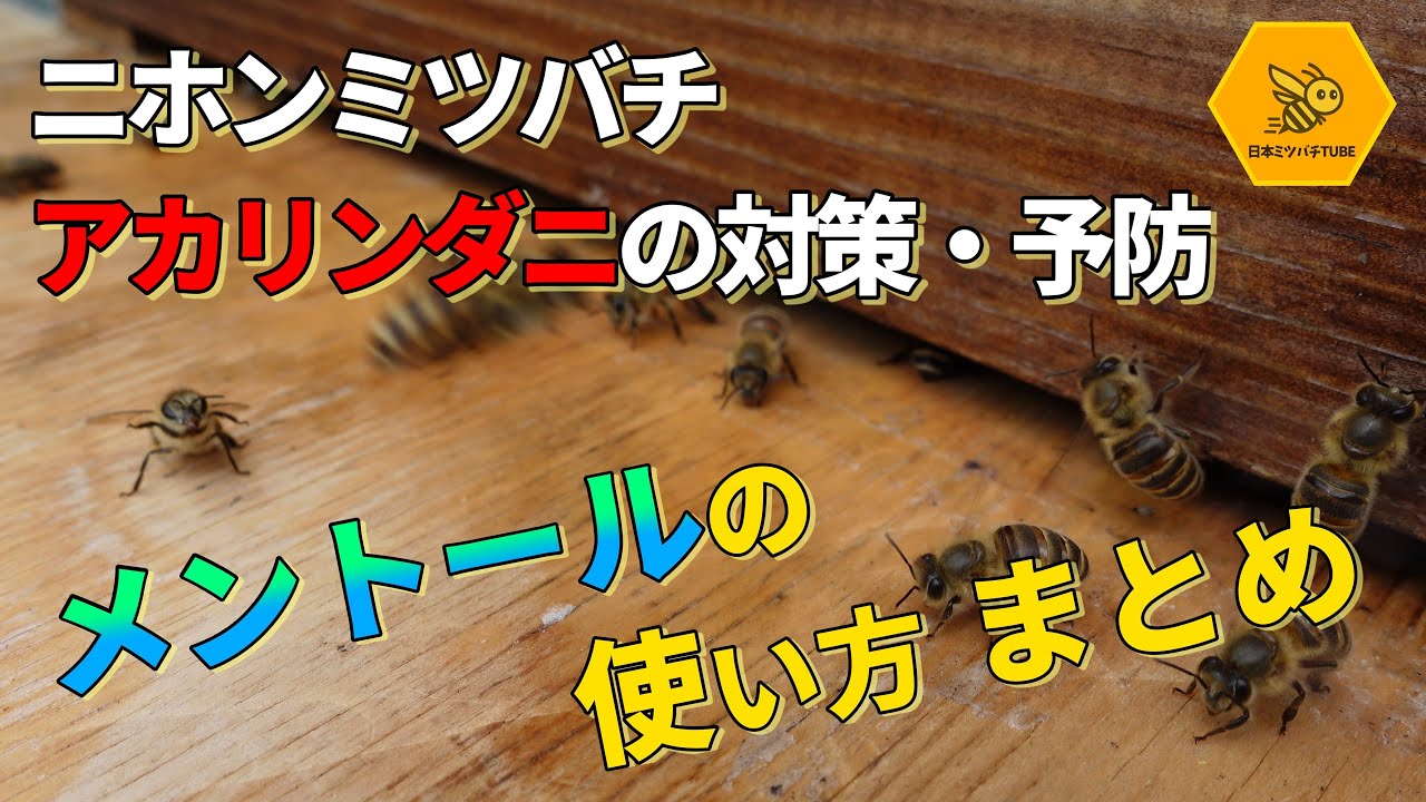 アカリンダニの対策・予防　メントールの使い方 #アカリンダニ #ニホンミツバチ #メントール