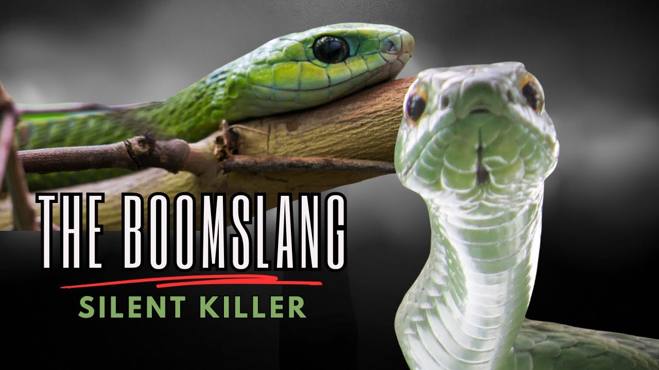 The Boomslang - Silent Killer