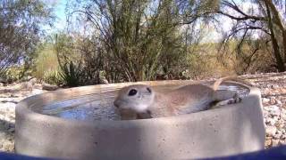 Round-tailed Ground Squirrel