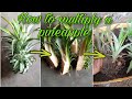 How to propagate a pineapple | Growing more pineapple from a crown