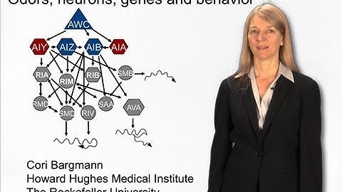 Cori Bargmann (Rockefeller) Part 2: Cracking the circuits for olfaction