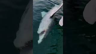 Tagging A "3000LB" Great White Shark Caught On Rod & Reel #greatwhite #sharkfishing #shorts