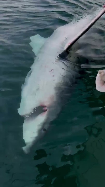 Tagging A "3000LB" Great White Shark Caught On Rod & Reel #greatwhite #