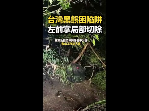 【陷阱悲劇】台灣黑熊困陷阱！左前掌遭局部切除 #Shorts