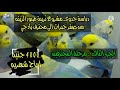 دراسة جدوى مشروع تربية طيور الزينه البادجي الجزء 3 مرحلة المحترفين من صفر خبرات الى محترف بادجي