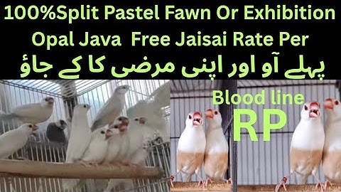 King of Java Mutation R P Setup Visit|| Top Quality Exhibition Gouldian opal golden Java Pastel Fawn