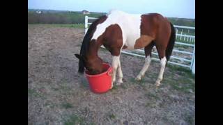 Cosmo Farts As He Plays With His Bucket.
