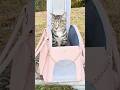 Luxury handbag pet carrier #karendreview #cat #smalldogcarrier #veganleatherbag #petaccessories