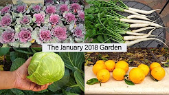 Monthly Garden Series - January 2018 Garden - Harvests, Tour & More!
