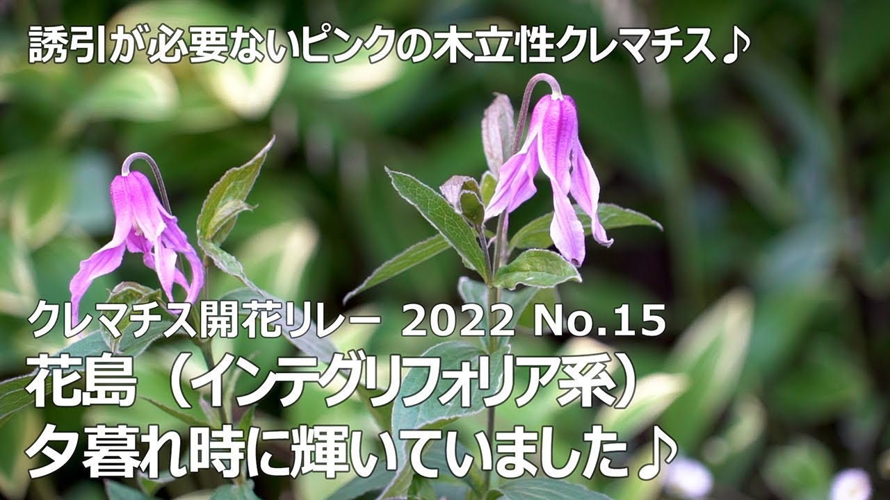 クレマチス開花リレー 22 No 15 花島 インテグリフォリア系 Youtube