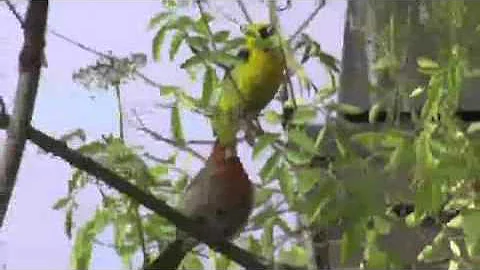U-Report: Finch Friends - 2009-06-25