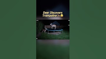 😂 Deer Discovers Trampoline… and Fails! 🦌🤣 #funnyanimals #deer #trampoline