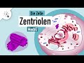 Zentriolen | Aufbau &amp; Funktion | MedAT | Biologie