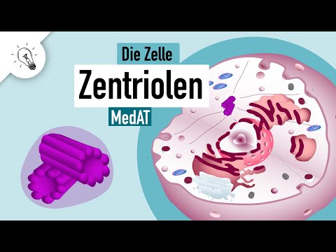 Zentriolen | Aufbau & Funktion | MedAT | Biologie