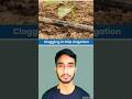 CLOGGING IN DRIP IRRIGATION||(AG.Day-33/365) @LOKESH_MORYA #agriculture