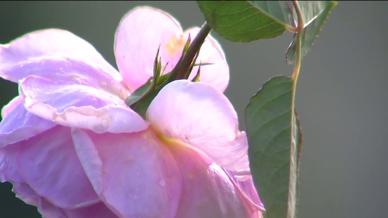 Protecting your plants as coldest air of the season settles into ...