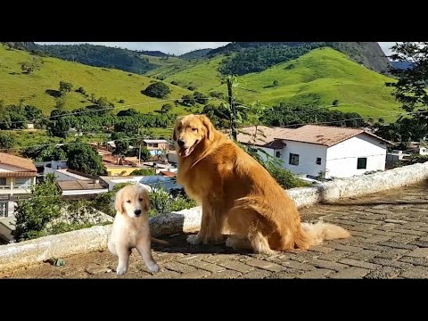 Como escolher um filhote de Golden Retriever??? O que devo levar em conta..???