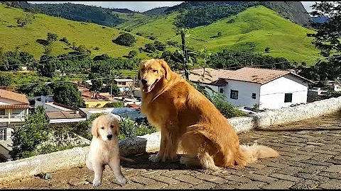 Como escolher um bom filhote de golden?