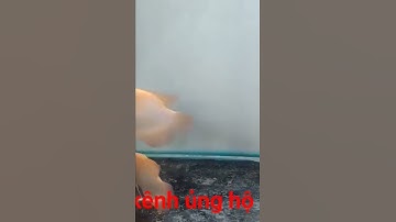 cá phát tài size vừa giá dưới 200k cực đẹp hợp lý cho anh chị em nuôi cá cảnh