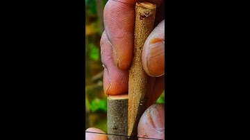 3種果樹嫁接技巧，詳細教你如何嫁接果樹新品種3 types of fruit tree grafting techniques, how to graft new varieties of fruit