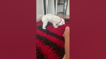 Thumbnail of #music #song #puppy #cutepet #cute #cuteanimal