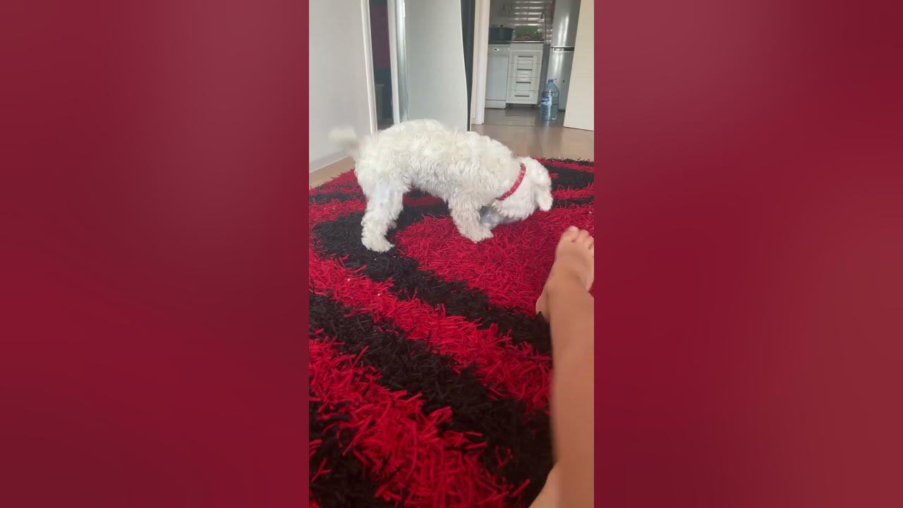#music #song #puppy #cutepet #cute #cuteanimal #music #song #puppy #cutepet #cute #cuteanimal