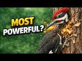 The Hardest Hitting Bird in the Forest!