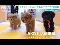 子犬NO.1は？「AKD118（ワンワンエイト）総選挙」(19/05/10)