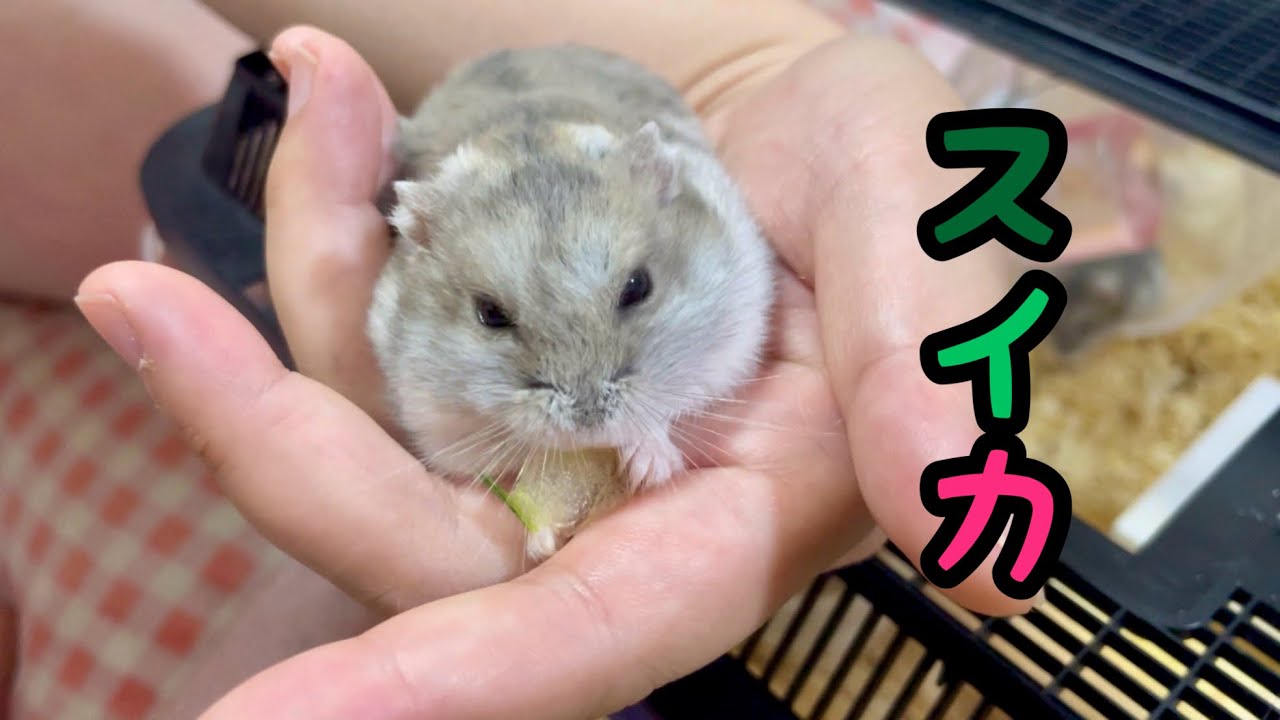 ハムスターにスイカを与えてもいいのか？ - YouTube