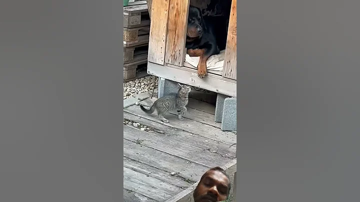 #cat #funny #automobile #funnyanimal