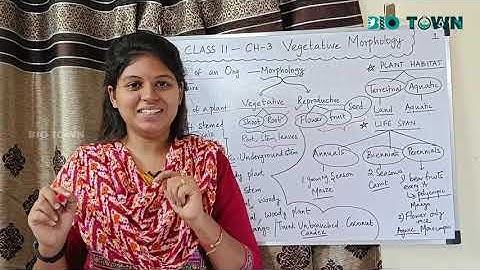 Vegetative Morphology | SCERT Class 11 Bio Botany Chapter 3 | Tamil