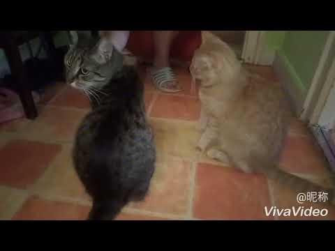 Videó: A FIV-pozitív Macskák Elfogulatlan Védelme