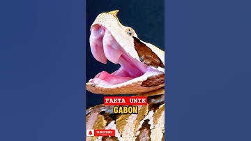 FAKTA UNIK ⁉️ ULAR GABOON VIPER