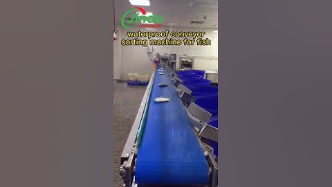 Fish Weight Sorting Made EASY with IP65 Conveyor Belt System!