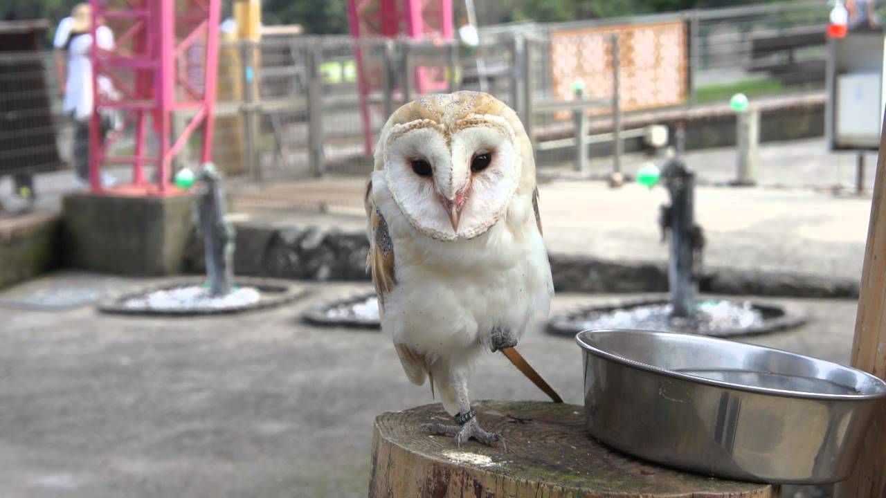 メンフクロウの鳴き声はうるさい 鳴き方は 5分でわかるまとめ 飼鳥情報サイト コンパニオンバード